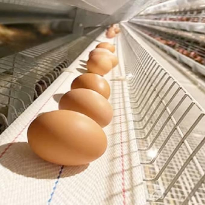 Cinta Recolectora para Huevos