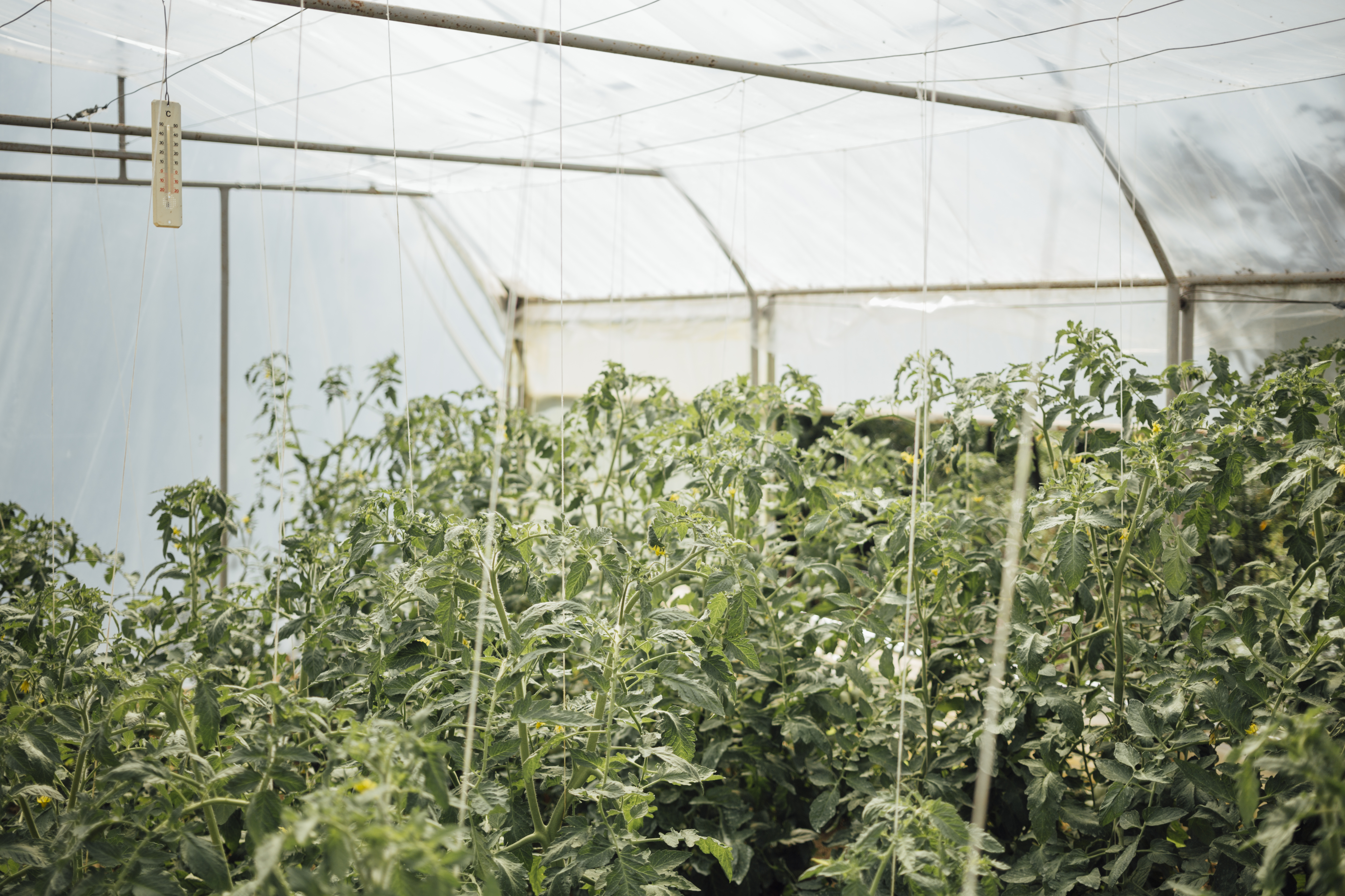 Malla media sombra: usos en avicultura, ganadería y horticultura